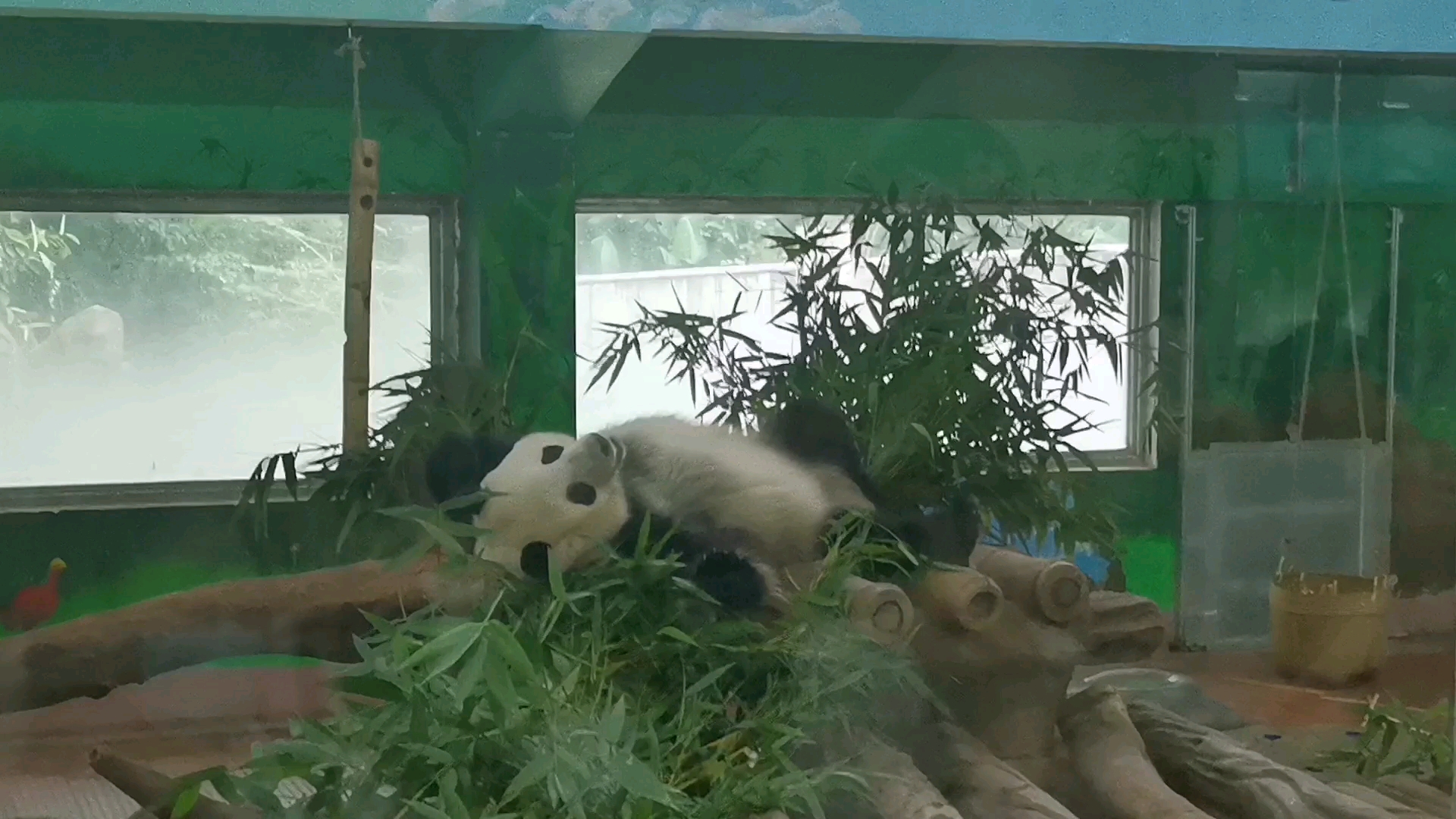 廣州動物園的擺爛熊貓