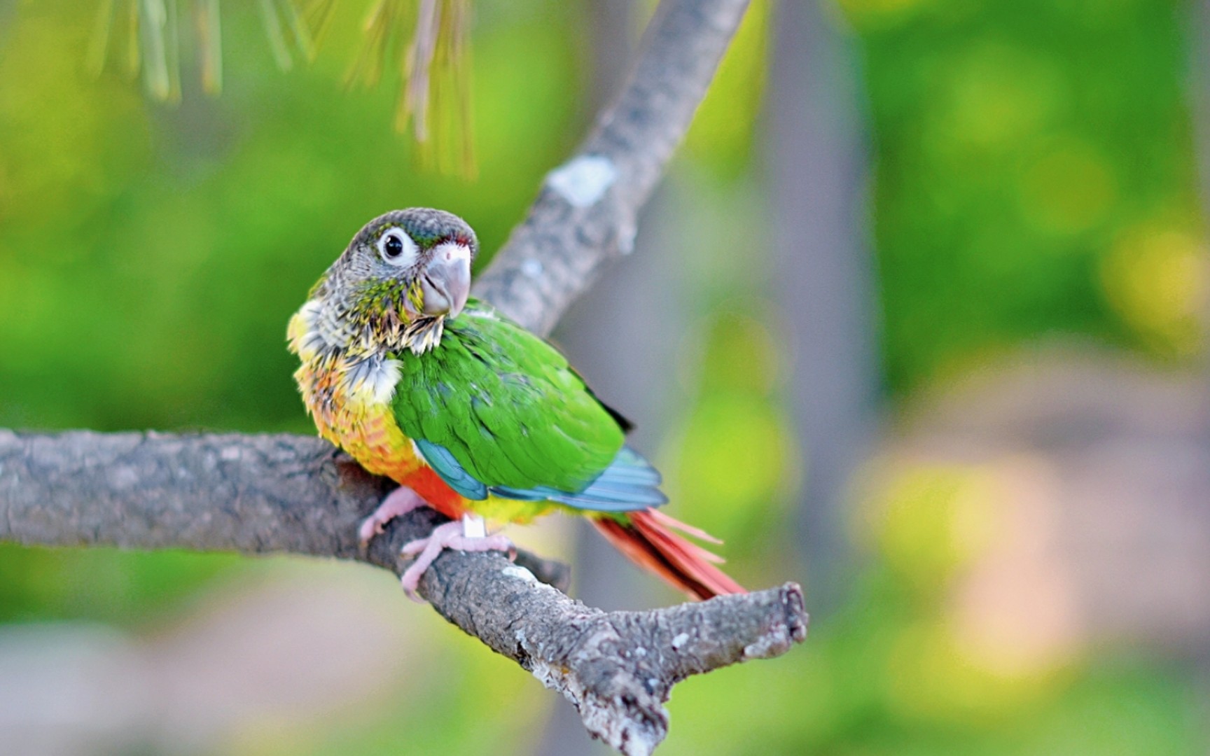 回归自然的黄边小太7715阳鹦鹉