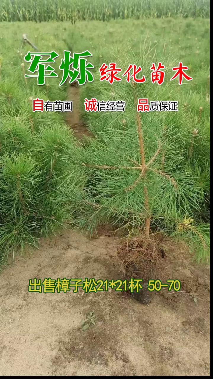 常年出售樟子松,樟子松杯苗,樟子裸根苗 1米樟子松苗,2米樟子松苗,3米