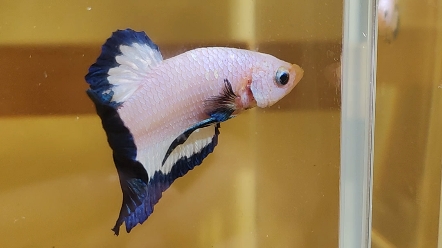 小极品青花蝶将军斗鱼