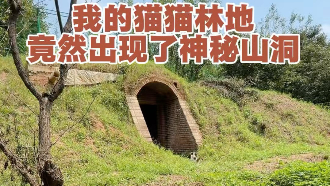 我的猫猫林地竟然出现了神秘山洞，进去看看怎么回事