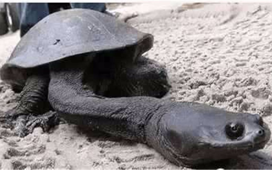 这只乌龟缩不了头脖子比身体长一般人不敢养