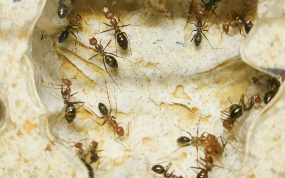 红头箭蚁大群到货