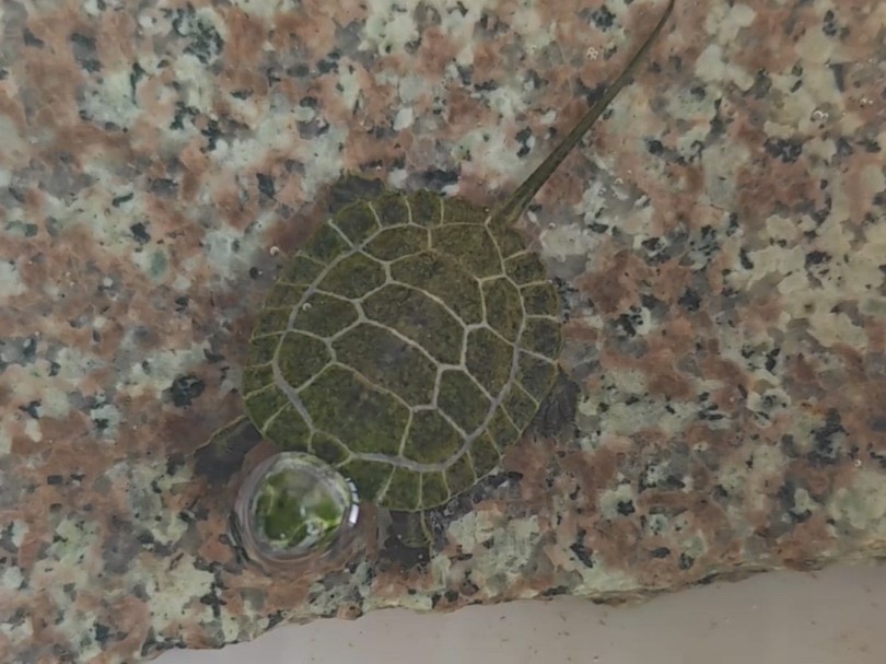 日本石龟饲养记录[苗子合缸]