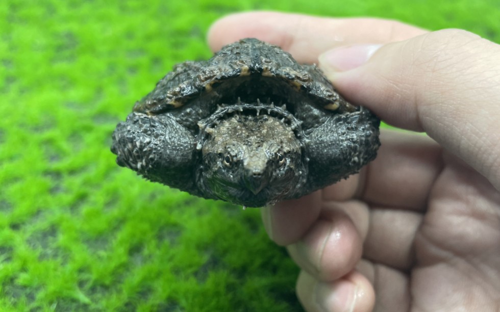 pdd上160的佛鳄龟苗谁夹帮忙看看上当没有,请高人指点( 7102