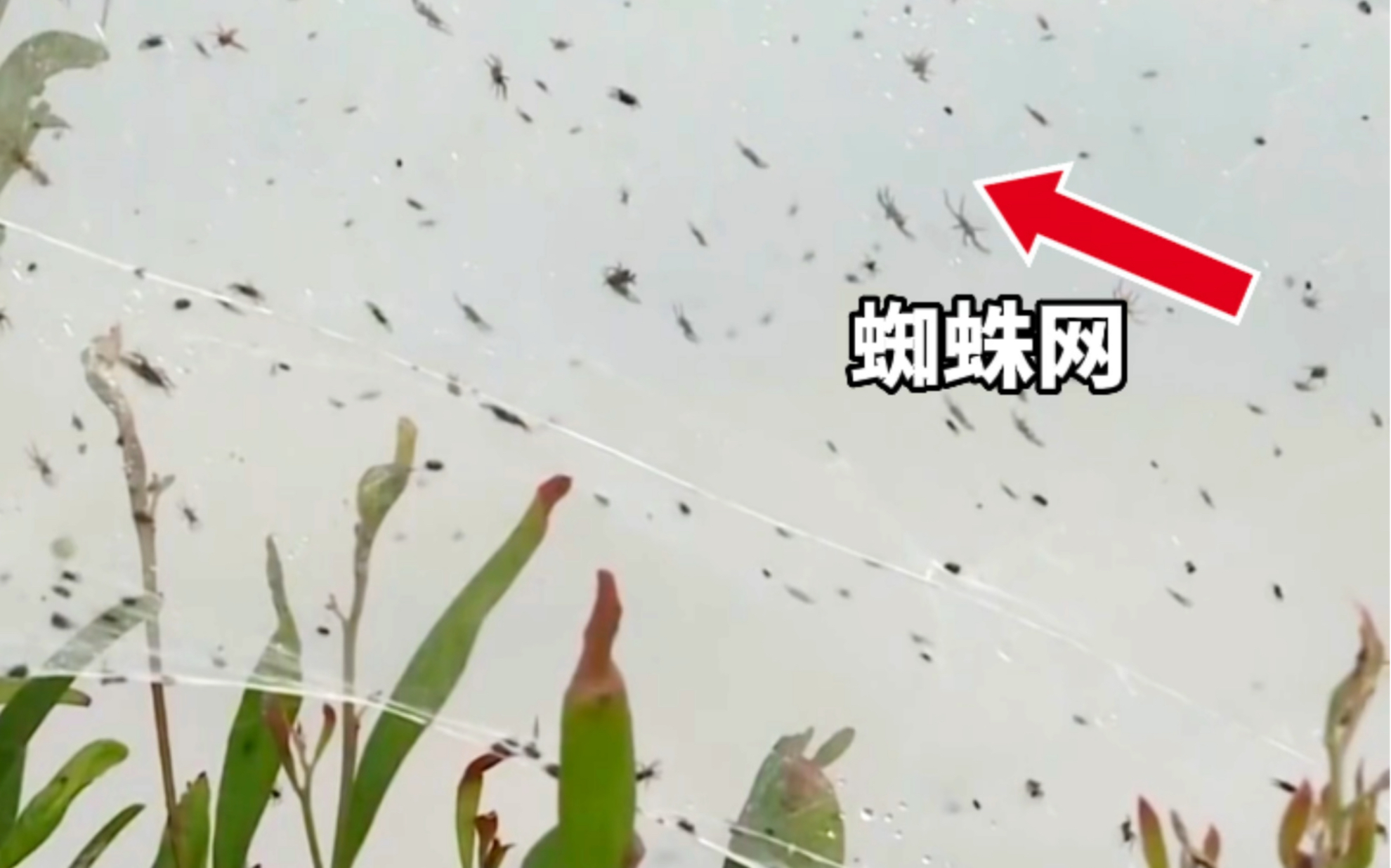 澳大利亚惊现"蜘蛛雨"成千上万的蜘蛛从天而降,专家:这是正常的现象!