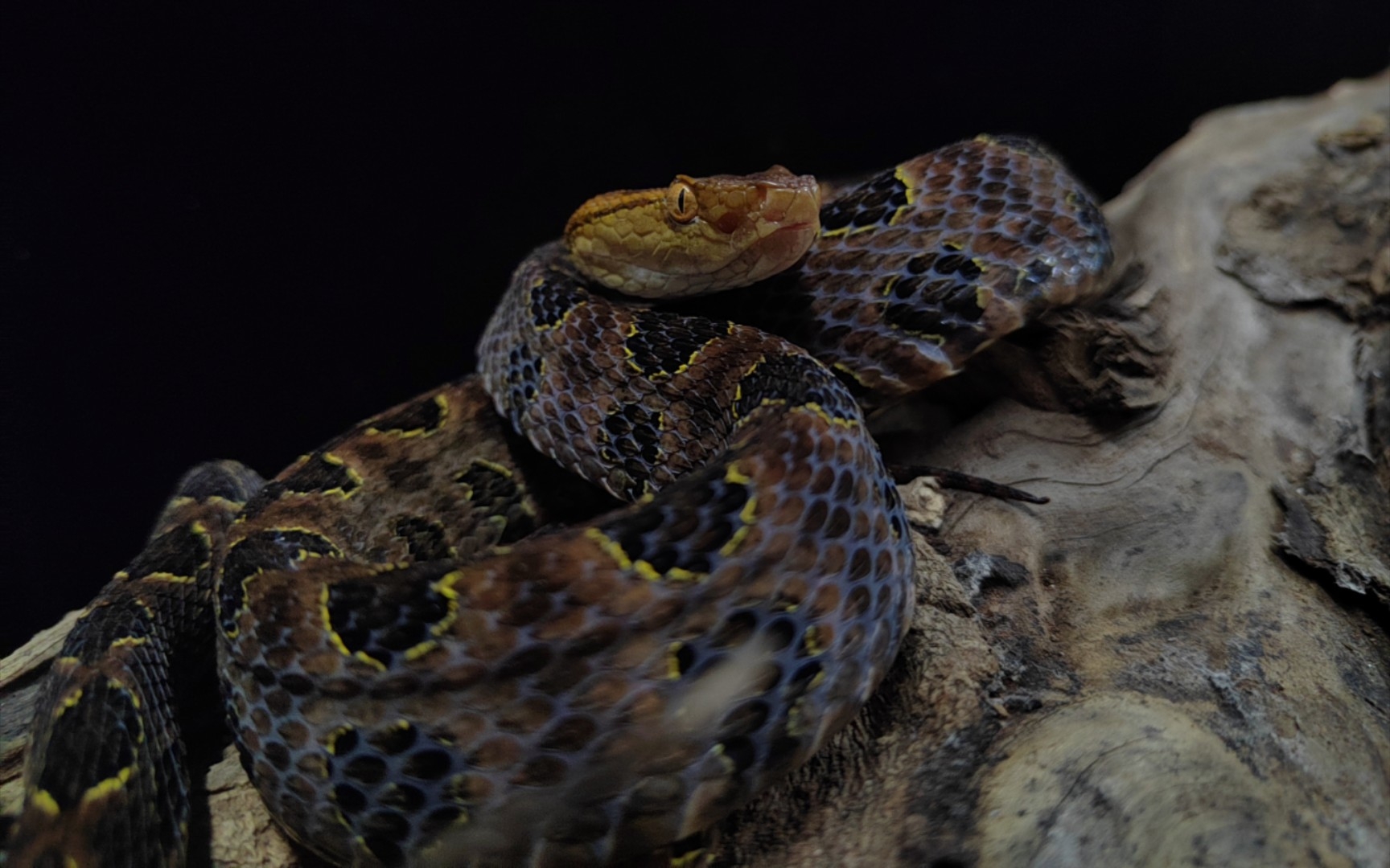 【随拍】一条镶金边的尖鳞原矛头蝮_哔哩哔哩_bilibili