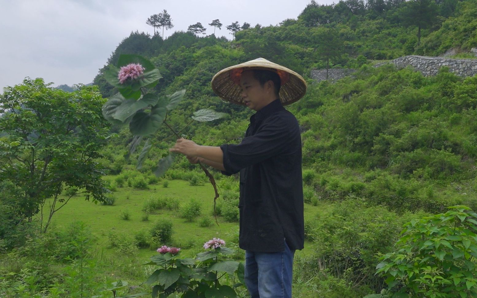 山里采药臭牡丹,臭牡丹熬成药后居然不臭了,没想到山里随处可见的臭牡丹还是一副好药材哔哩哔哩bilibili