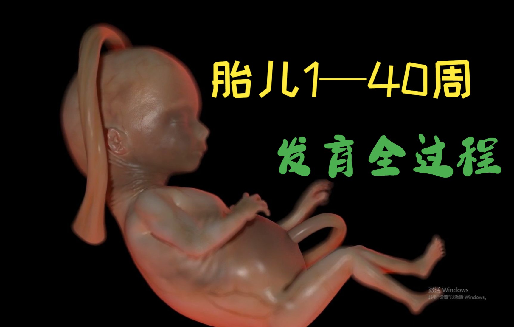 【医学3D】生命的神奇,1—40周胎儿发育全过程哔哩哔哩bilibili