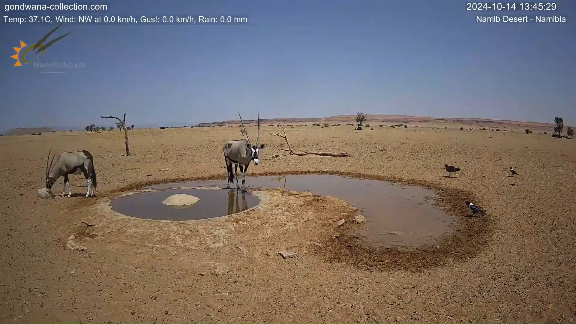 纳米布沙漠小水坑,非洲白颈鸦被剑羚驱赶之后去拉黒胸短趾雕的尾巴