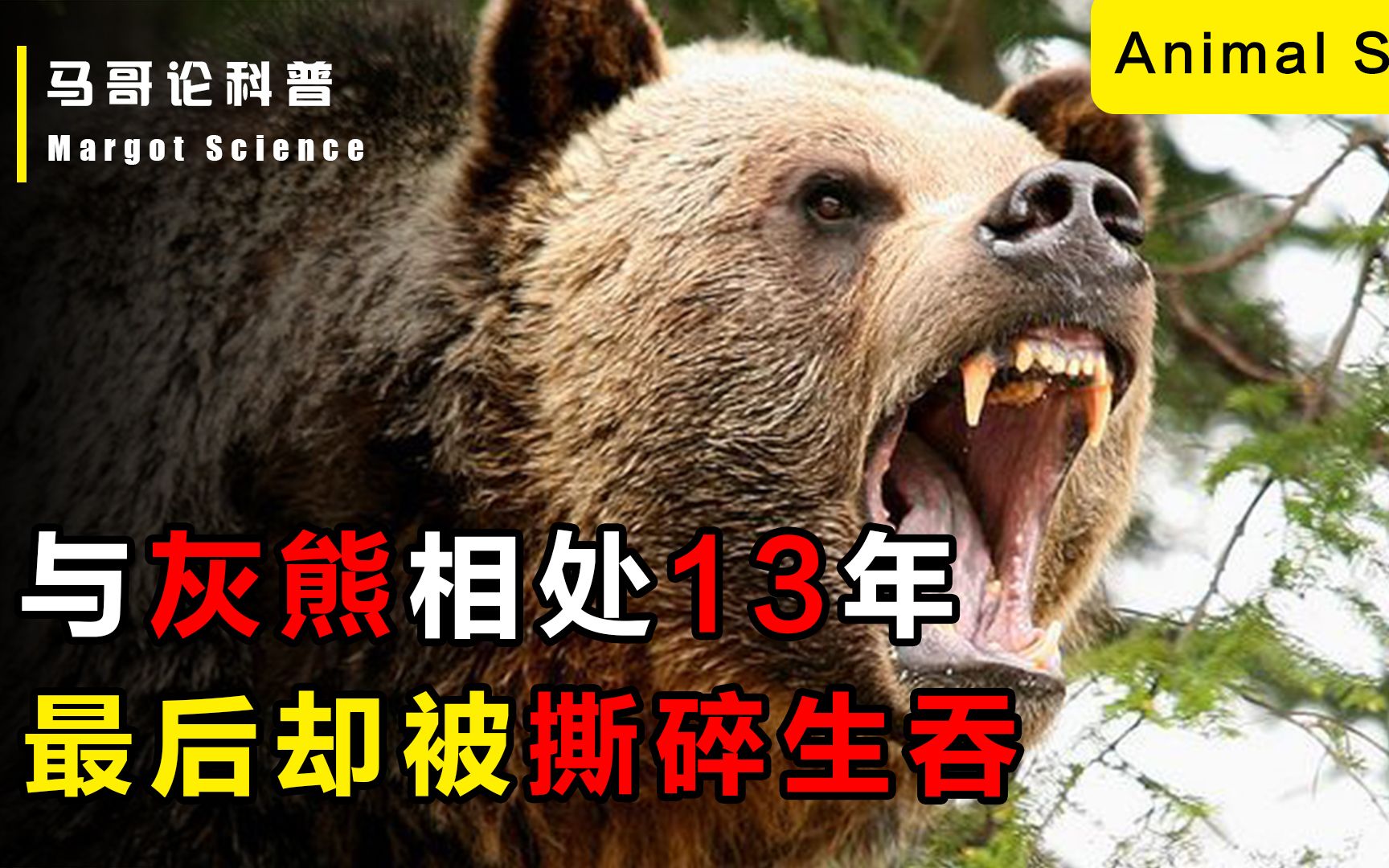 与灰熊相处13年,最后却被撕碎生吞,人能和灰熊做朋友吗?