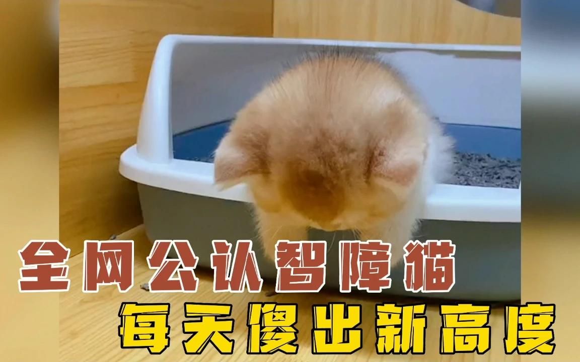 它是全网公认的智障猫,每天都能傻出新高度!哔哩哔哩bilibili