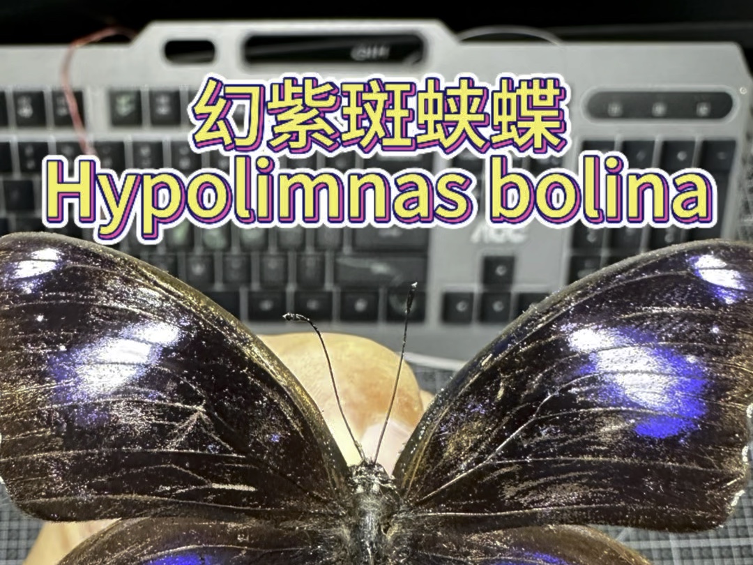 幻紫斑蛱蝶 Hypolimnas bolina哔哩哔哩bilibili