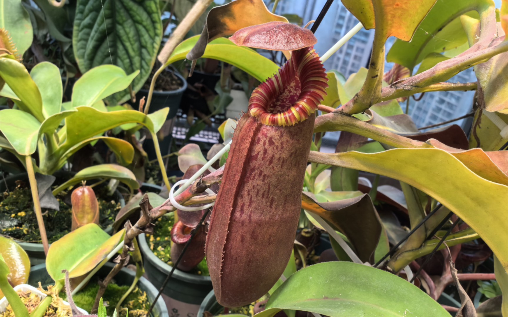 盾叶宝特交爱德华猪笼草欣赏