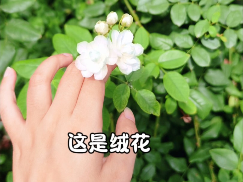 【绒花】茉莉哔哩哔哩bilibili