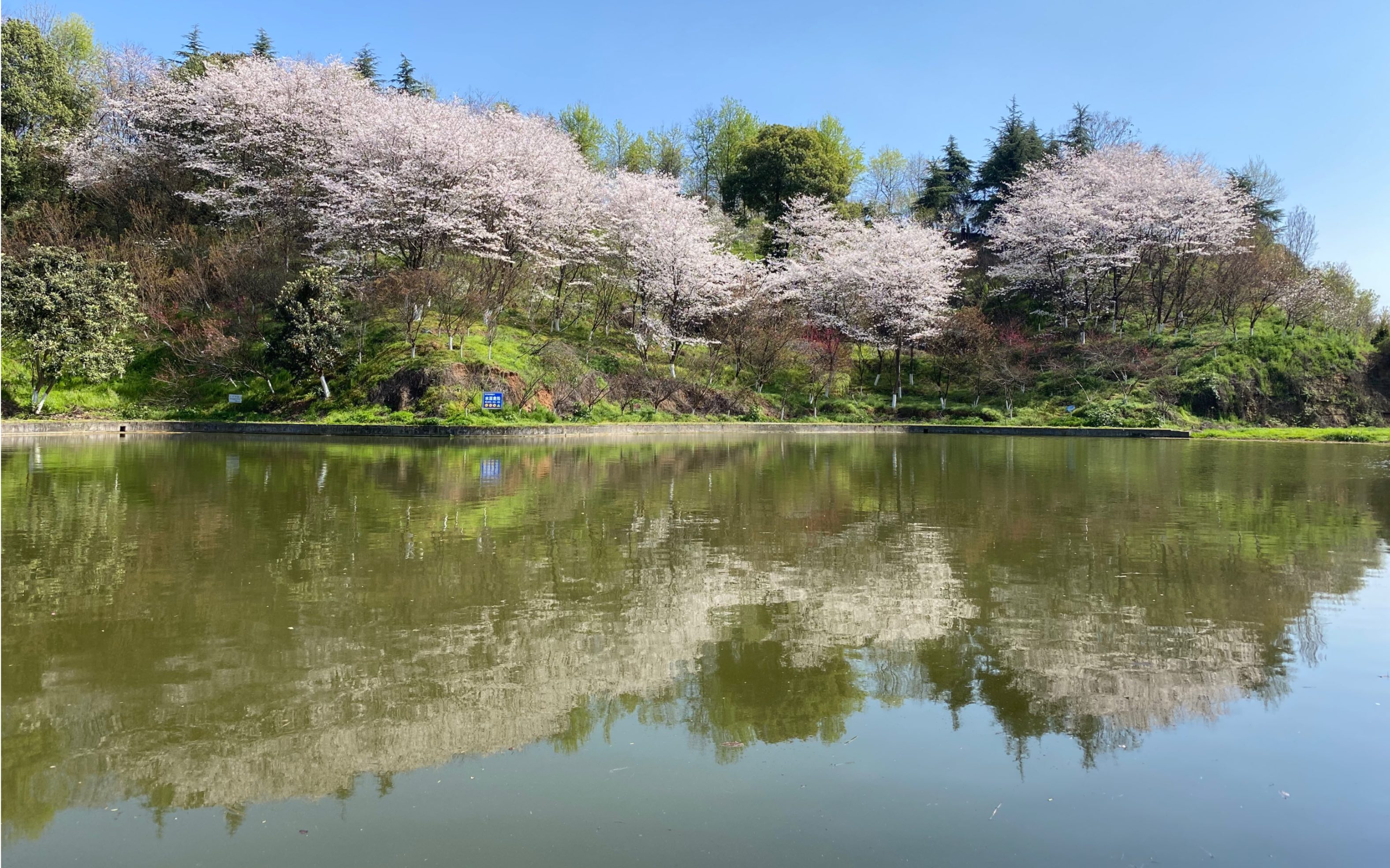 三峡大学樱花图片