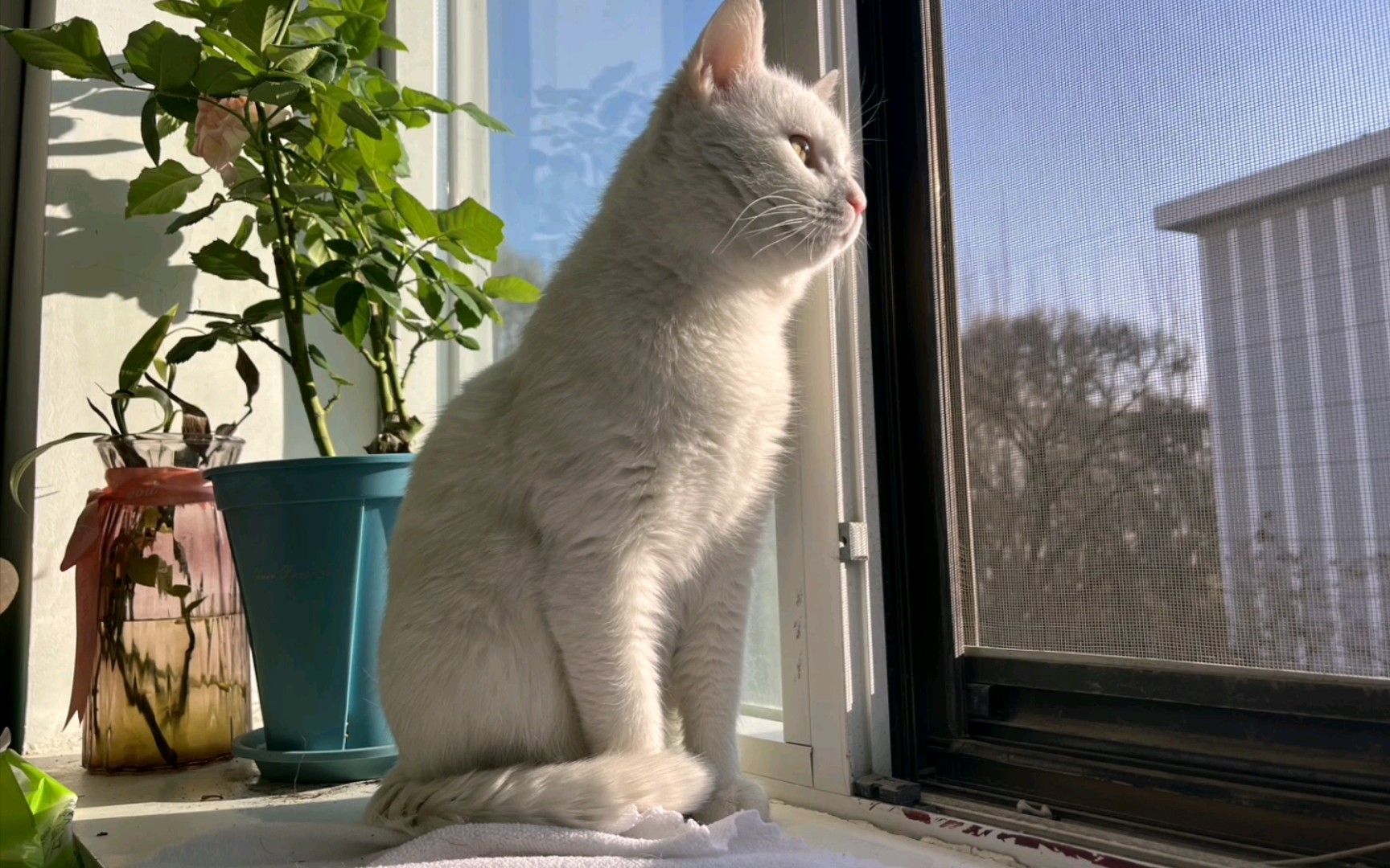 小白白宝宝刚来的时候,也不知道是还在向往外面的世界,还是庆幸不用再