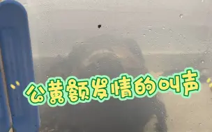 Скачать видео: 公黄额发情的叫声