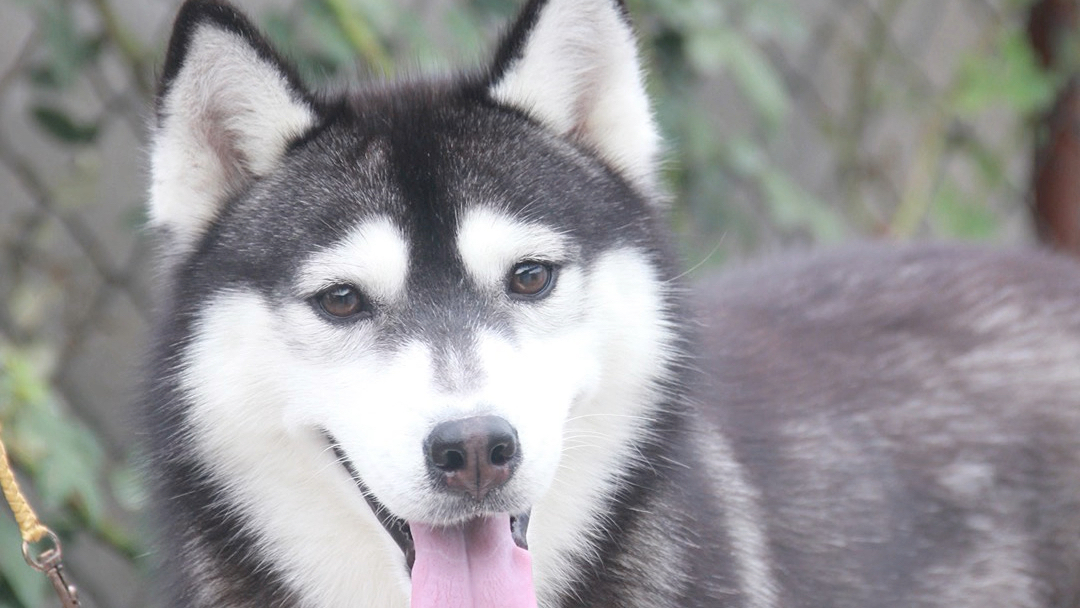 海澜德赛级哈士奇犬舍