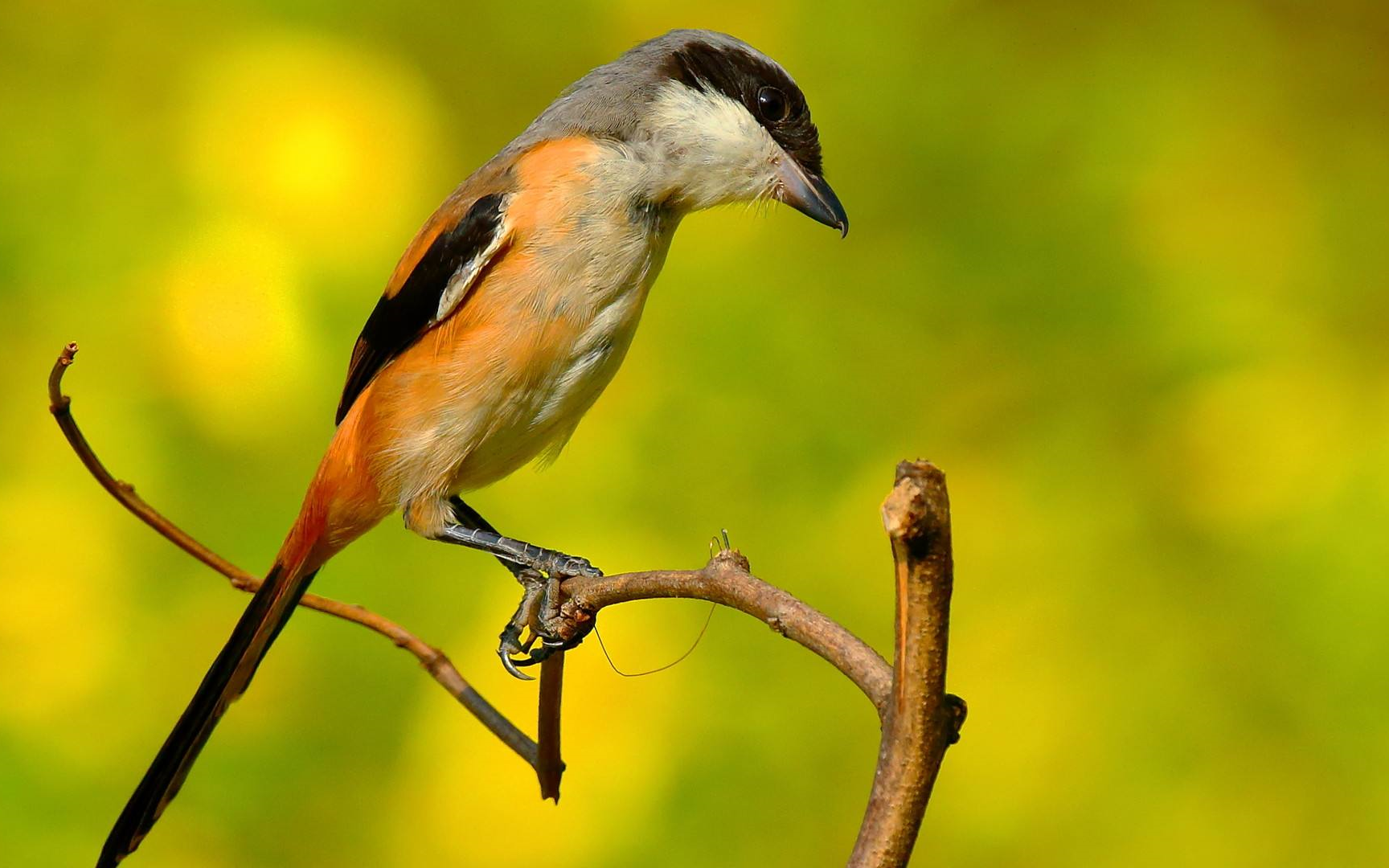 猛宠鸟友养了几年的伯劳这十三口唱得挺遛蟋蟀叫都会了