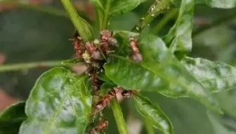 蚂蚁是益虫还是害虫 哔哩哔哩 Bilibili