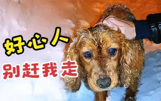 狗雪 搜索结果 哔哩哔哩 Bilibili