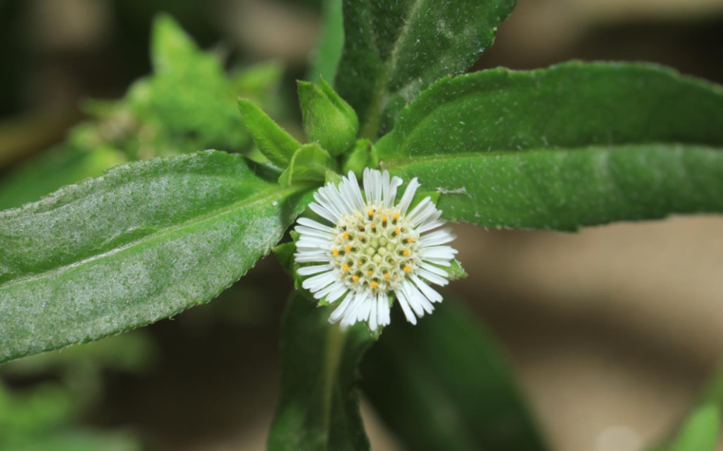 魅力中草药每日一药之墨旱莲
