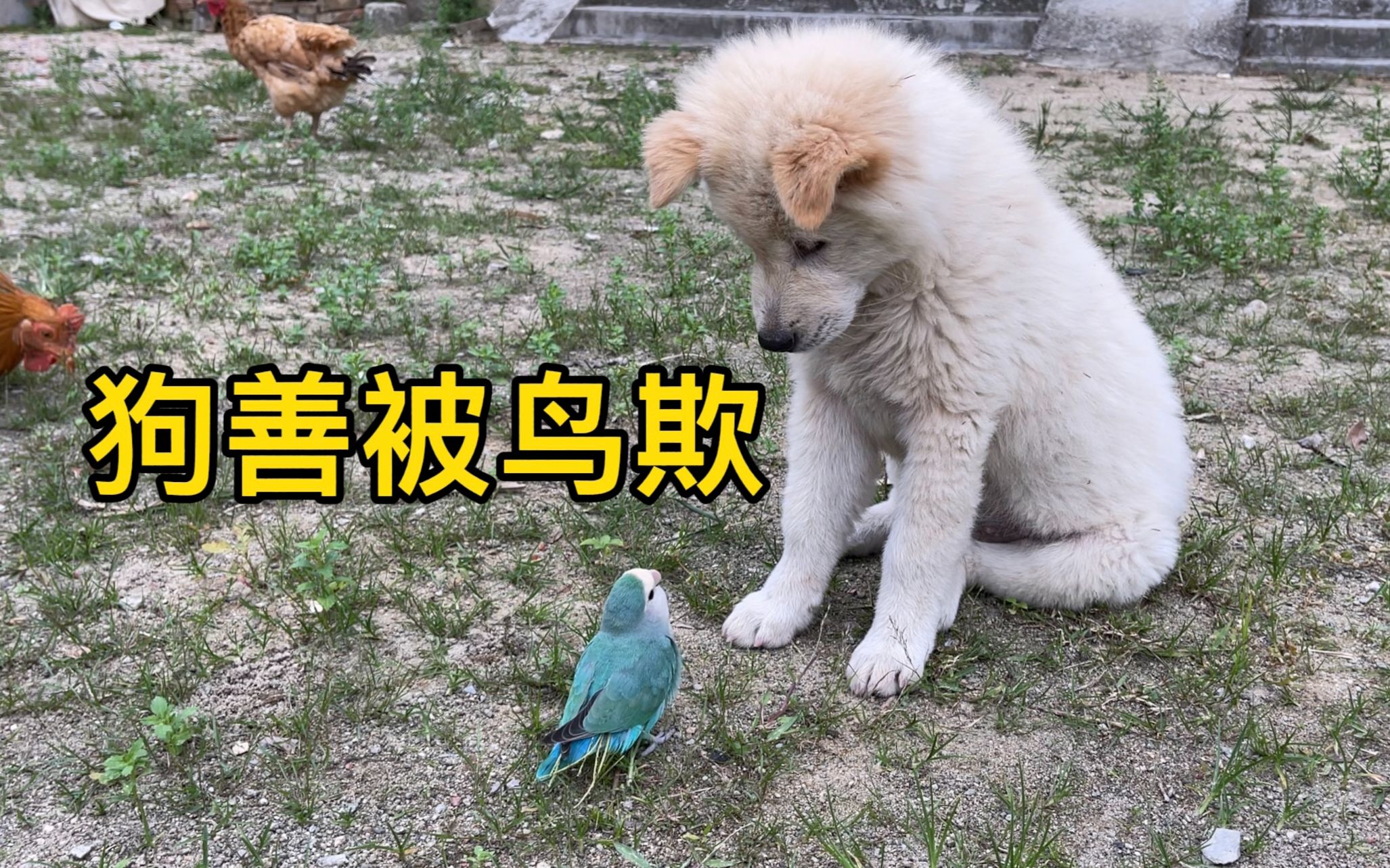 人善被犬欺狗善也被鸟欺见过狗欺负鸟的这鸟欺负狗还是第一次见