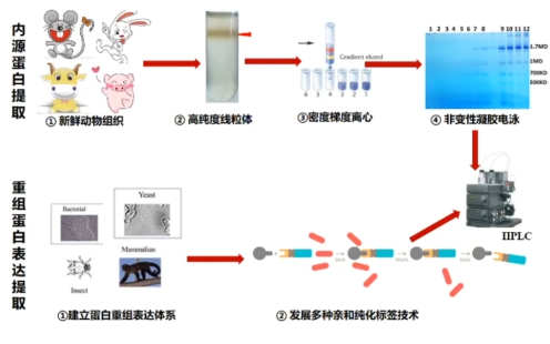 20210624清华大学卓微线粒体钙单向转运体 MCU的结构生物学研究哔哩哔哩bilibili