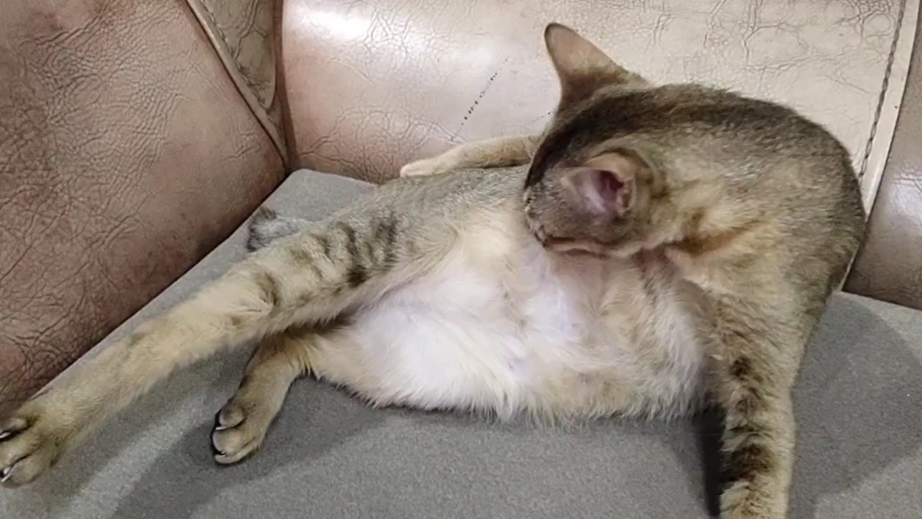 活动  毛茸茸的猫肚子