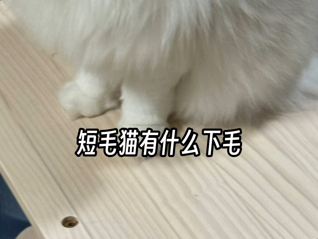 短毛猫梳子合集哔哩哔哩bilibili