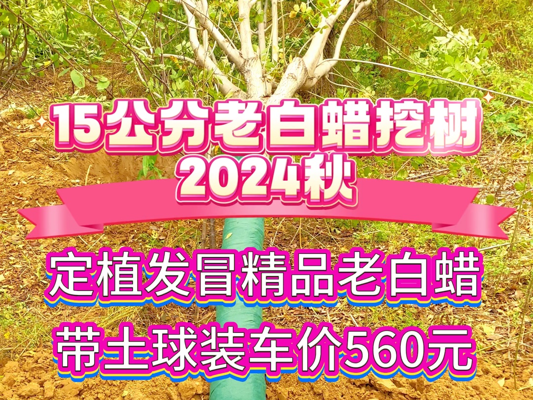 15公分老白蜡价格持续走低,2024年保定白蜡产地报价哔哩哔哩bilibili