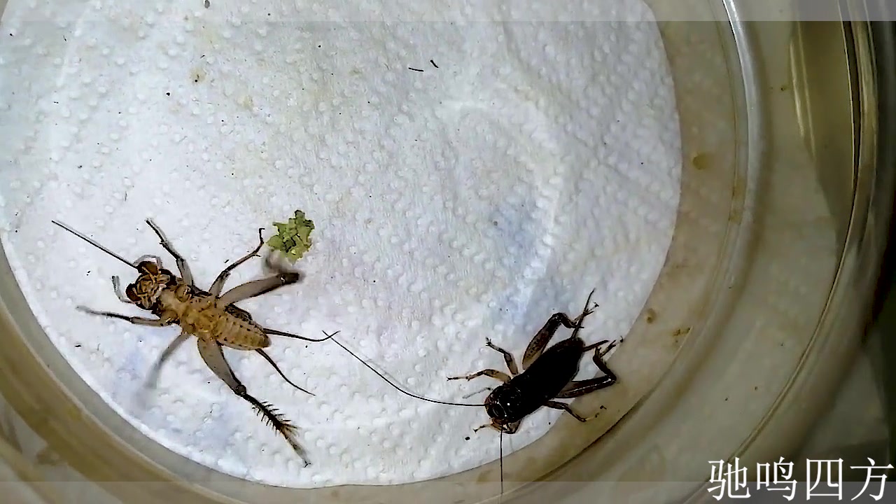 蛐蛐打架太凶狠了,两三个回合就分出胜负,暴力ko打到腿软无力了_哔哩