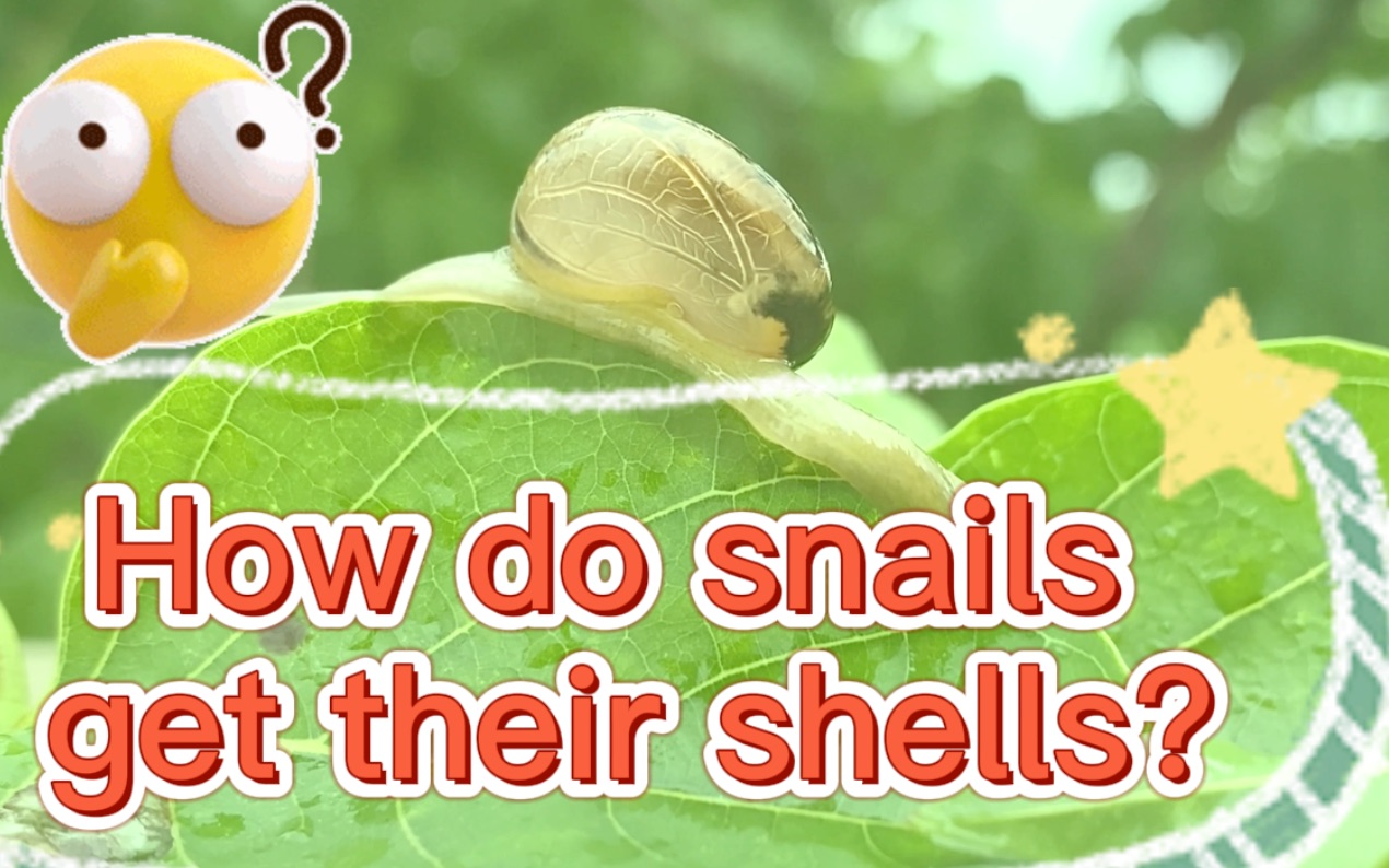 How does How does snails get their shells? get their shells?哔哩哔哩bilibili