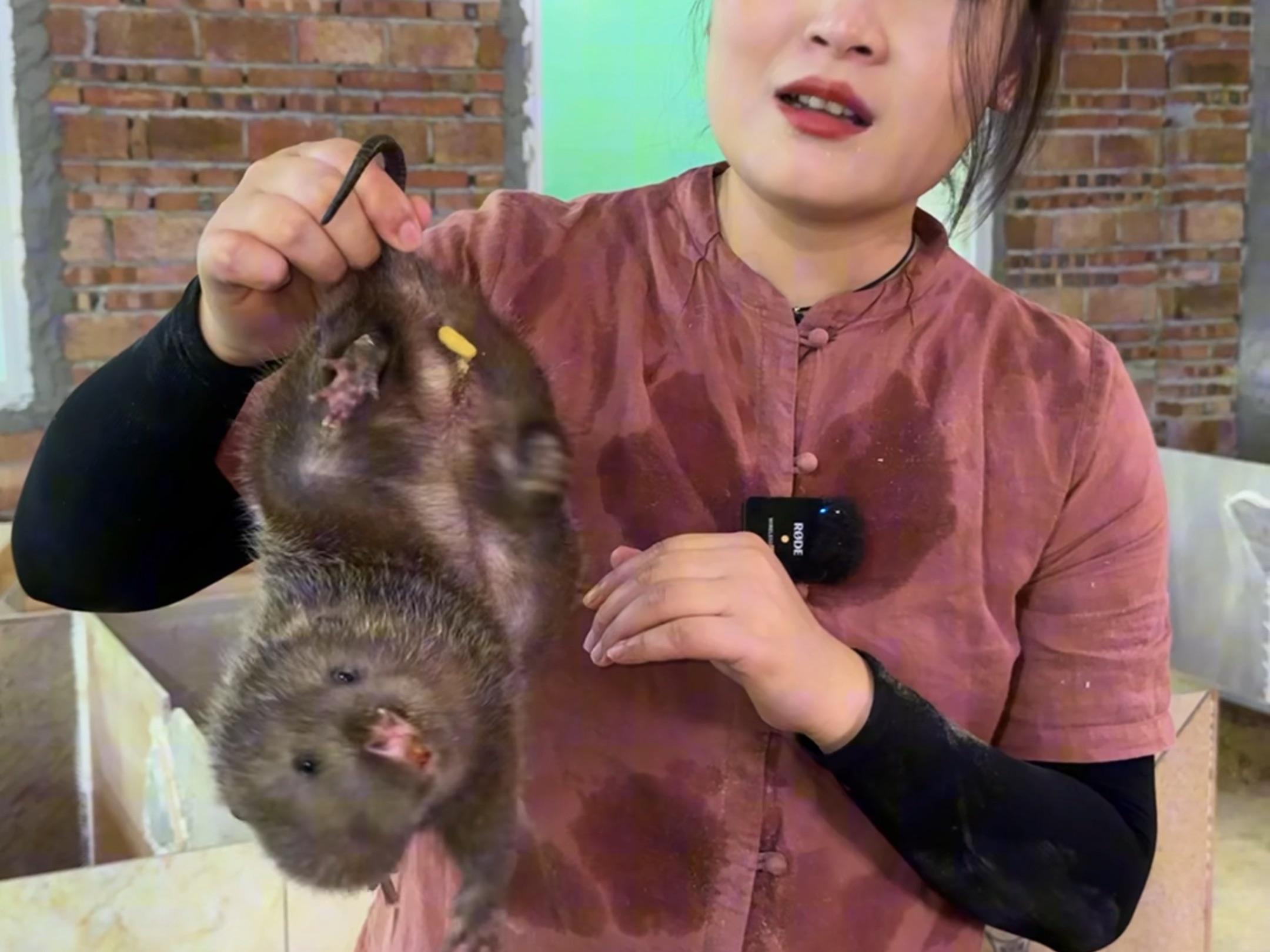 竹鼠养殖生活