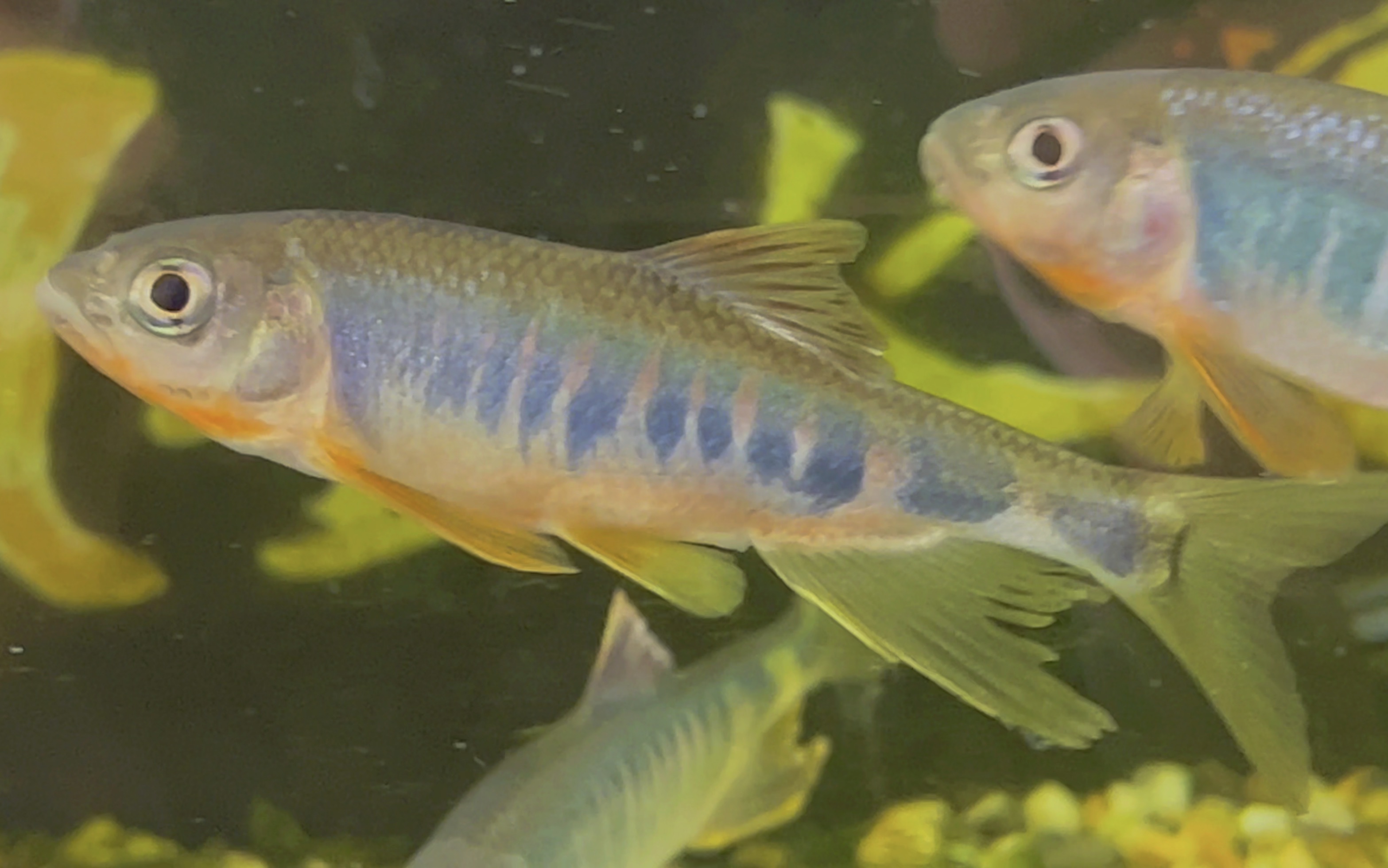 小个体发色类高屏鱲