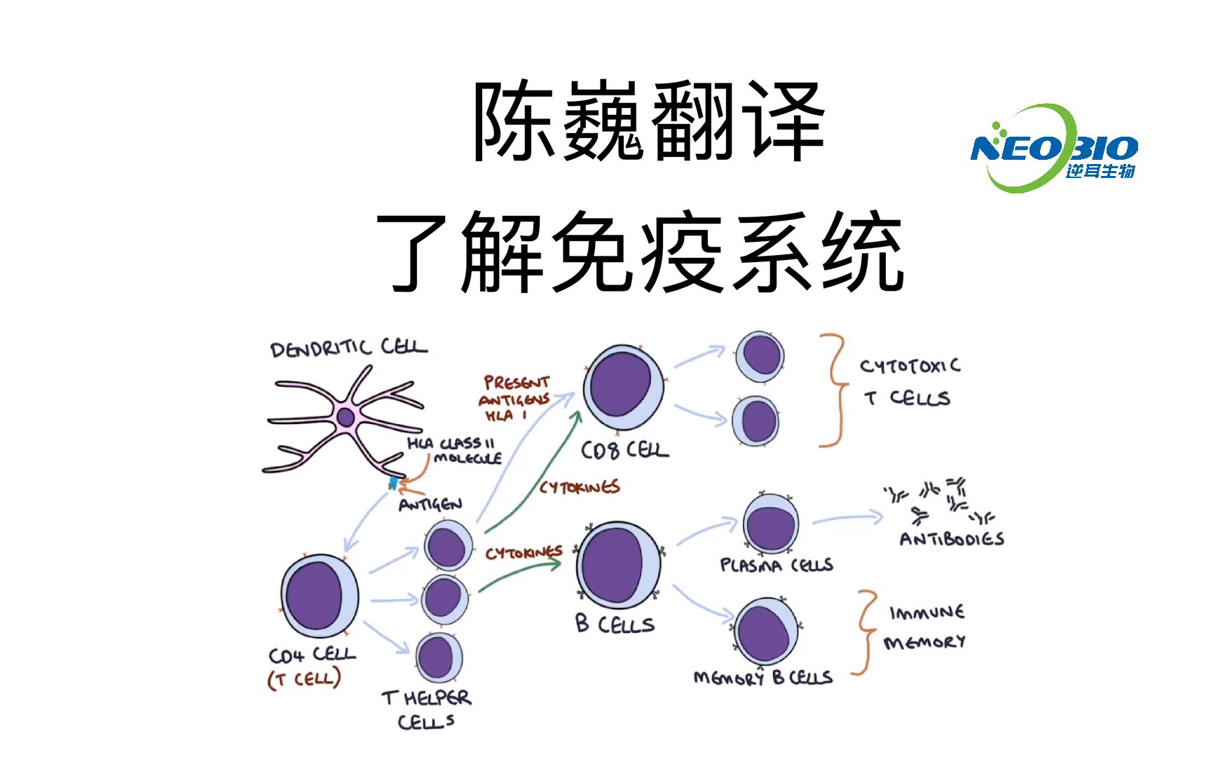 [图]【陈巍翻译】了解免疫系统