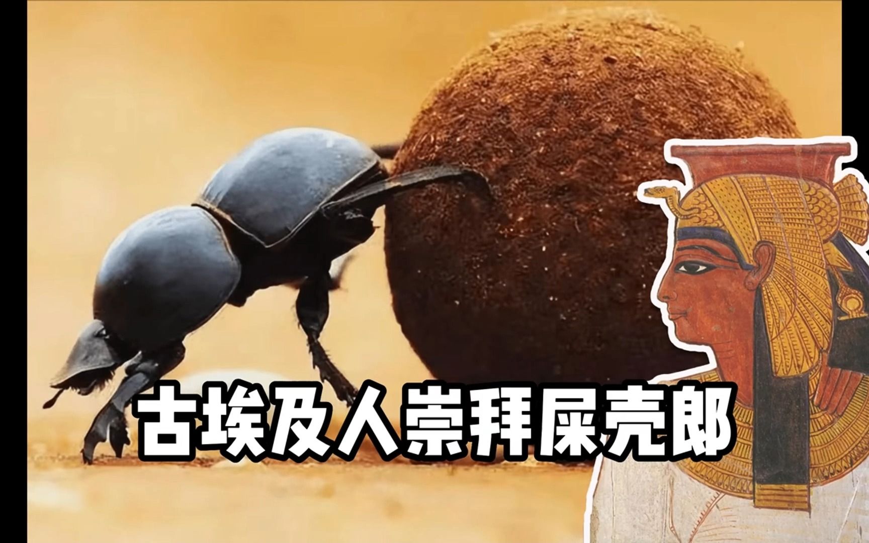埃及人崇拜屎壳郎屎壳郎是神