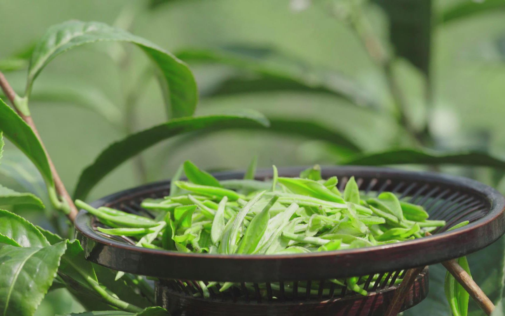 [图]【谷雨·传统手艺】一百多年的传承，只一句“用心做好茶”