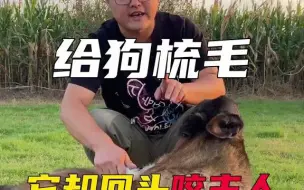 好心给狗梳毛，它却回头咬主人