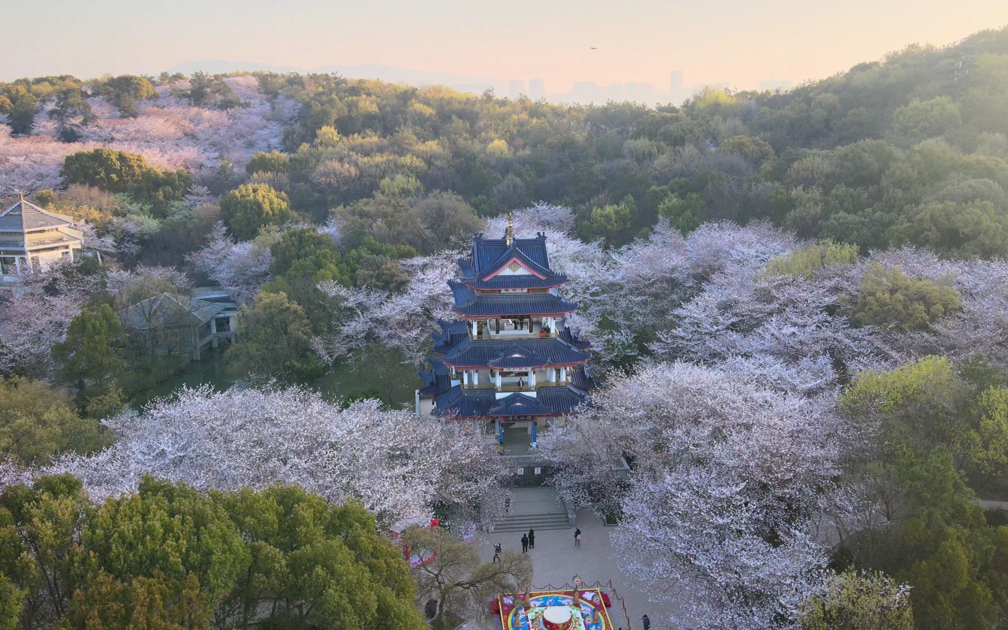 春日鼋头渚樱花