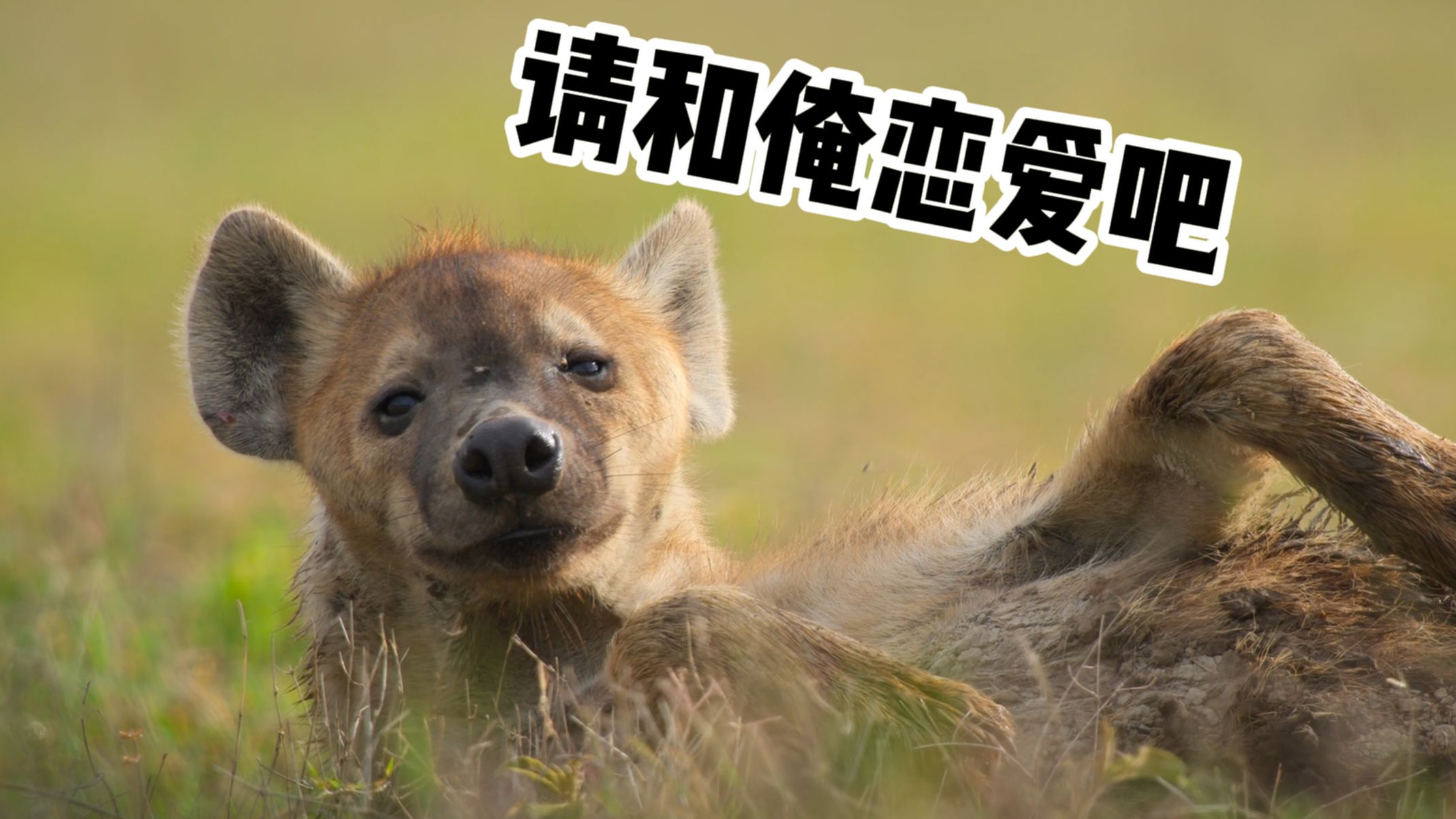 【动物解说】斑鬣狗的追爱故事