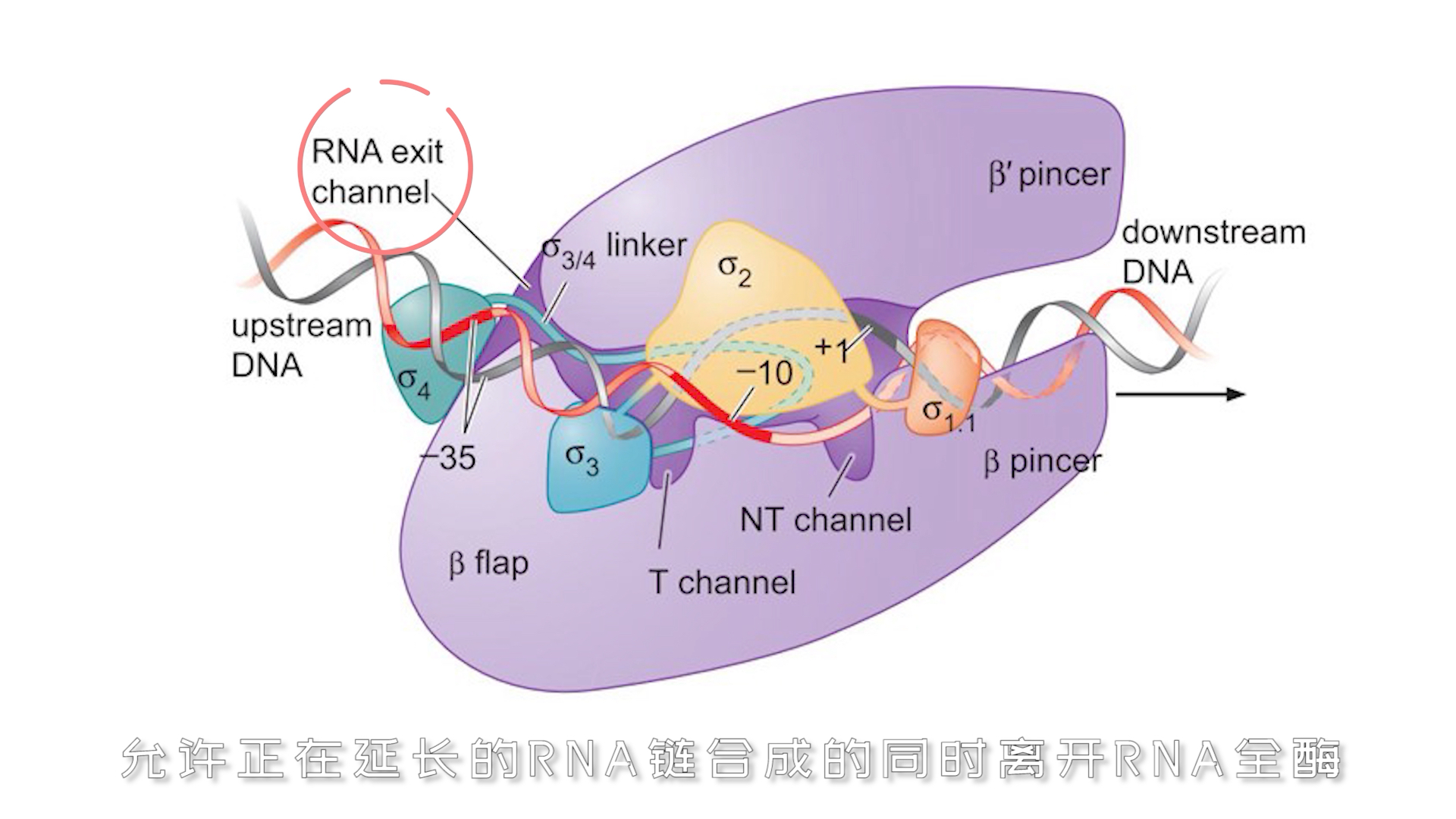 [图]分子生物学重难点简明教程