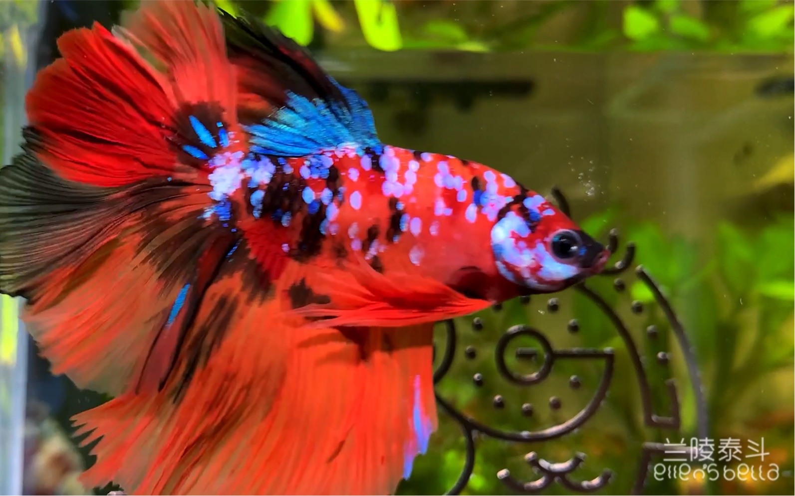 荧光闪闪满天繁星 【泰国斗鱼】【半月斗鱼】