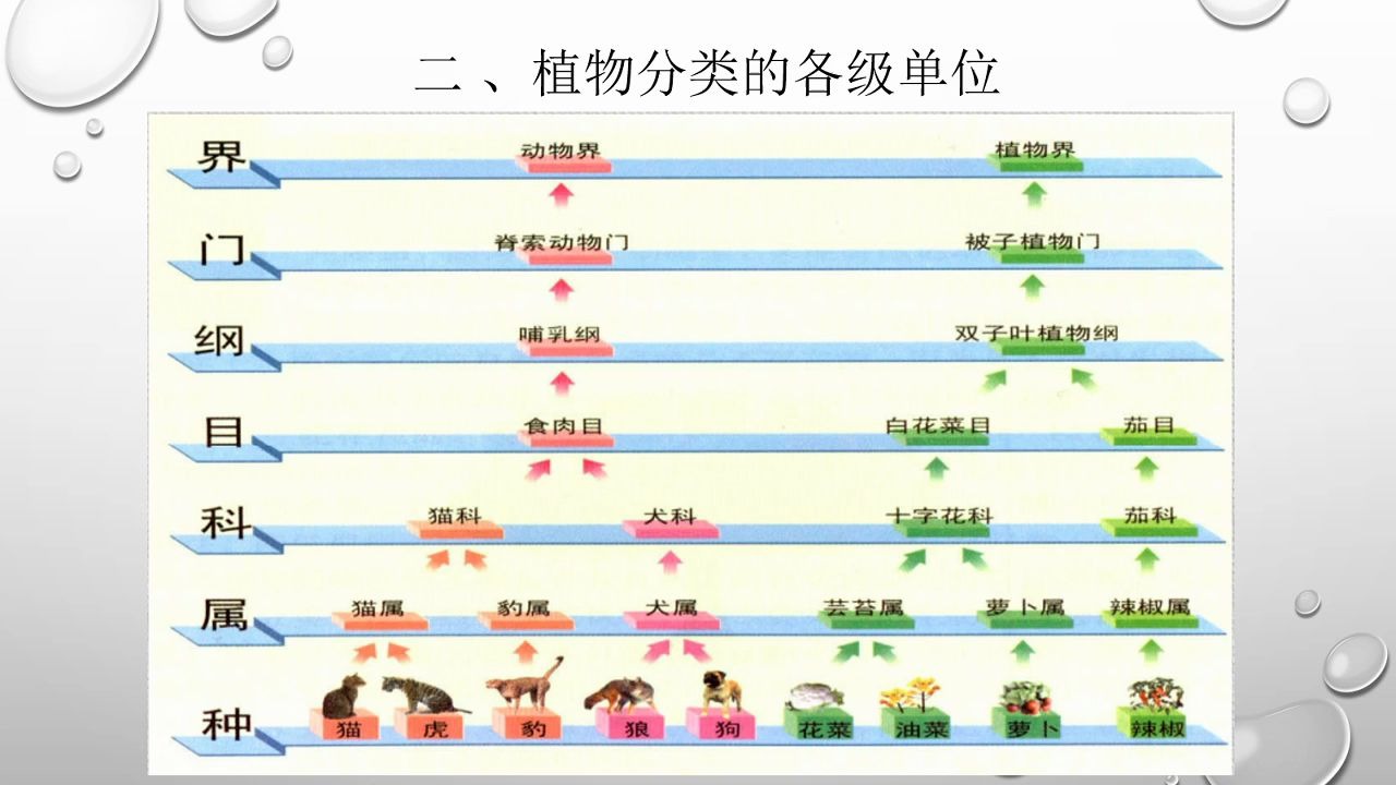 第十章 植物类群及分类1哔哩哔哩bilibili