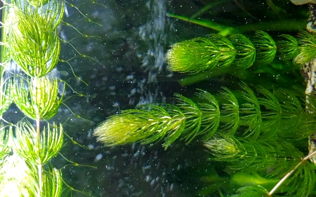 当条咸鱼不好吗?