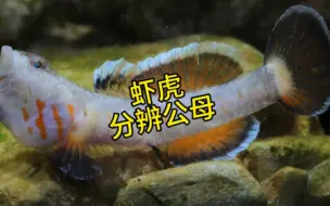 Télécharger la video: 虾虎鱼怎么分公母？只有公的虾虎鱼会吼吗？母的虾虎鱼也会吼吗？会吼的虾虎鱼就是公的吗？一对“面包吻虾虎鱼”