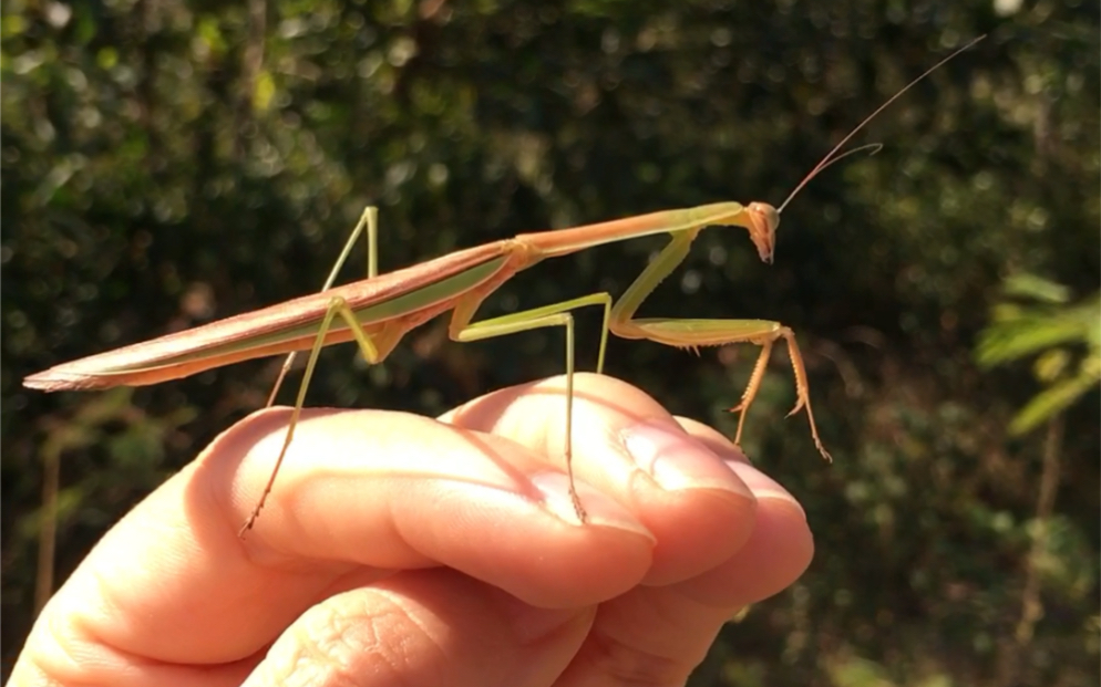 一只雄性刀螳,这只体型较小但是颜色非常好看,看上去应该羽化不久,没