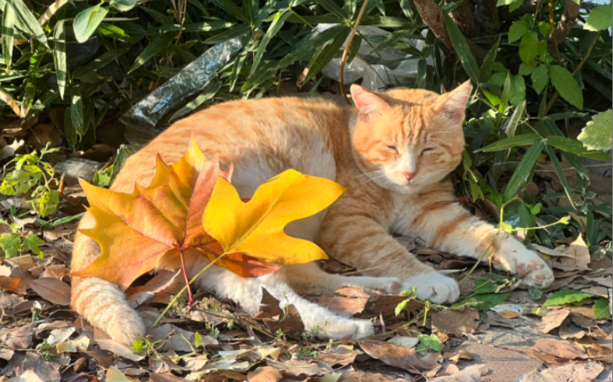 [图]【4K/南京邮电大学】今天菊苑猫猫的生活也很悠闲