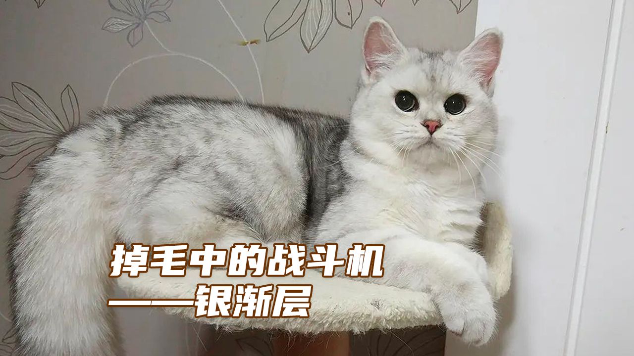 掉毛中的战斗机——银渐层